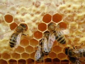 Μελισσούλα - Μελισσάκι...